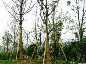 廣州園林綠化 專業綠化養護與工程服務，打造城市生態美